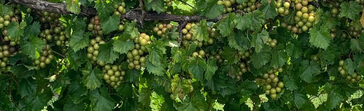 A Brief History of Muscadine Wine